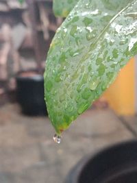 Close-up of raindrops on leaf