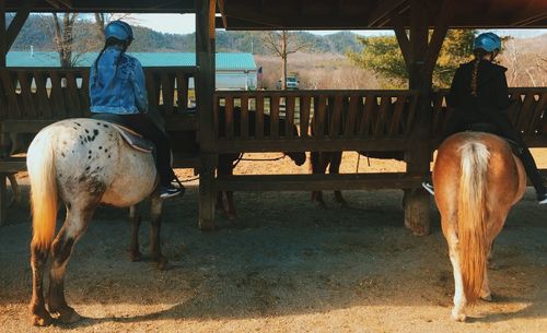 Horse in stable