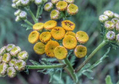 Close-up of plant budding