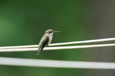 Close-up of bird perching on railing