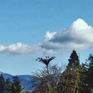 Low angle view of trees against cloudy sky