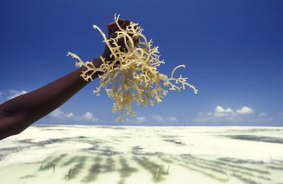 Midsection of person holding flowering plant against sky