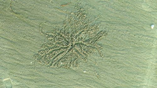 High angle view of starfish on beach