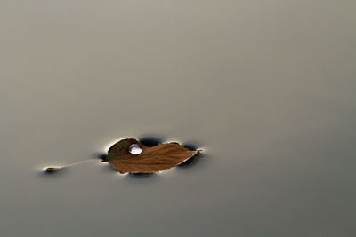 Close-up of leaf in pond