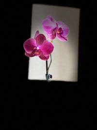 Close-up of pink orchid against black background