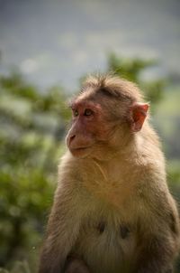 Close-up of monkey