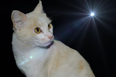 Close-up of a cat looking away