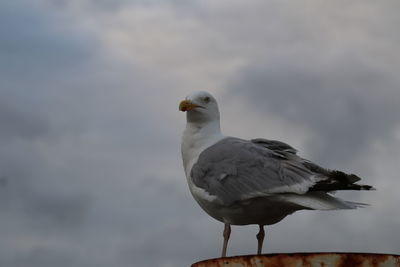 Seagull perching on a rock