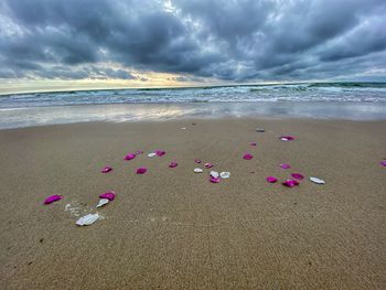 Pink flowers on beach against sky