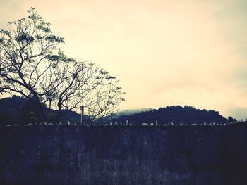 Scenic view of trees against sky