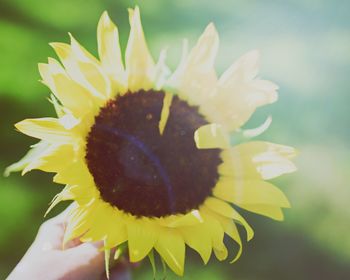 Macro shot of yellow flower