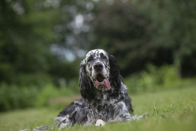 Portrait of dog on field