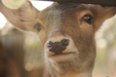 Close-up of deer