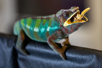 Close-up of lizard eating insect