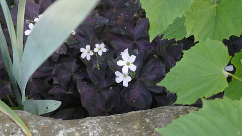 High angle view of purple flowering plant