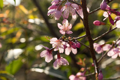 Close-up of pink cherry blossom tree