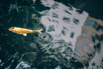 Close-up of fish swimming in water