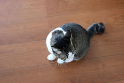 High angle view of a cat on wooden floor