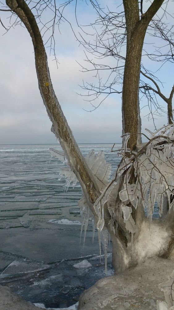 VIEW OF BARE TREES BY SEA