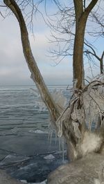 Bare trees by sea against sky