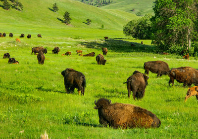 America bison on grassy field at custer state park