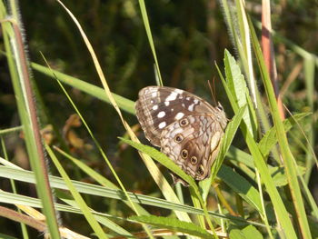 Close-up of butterfly on grass