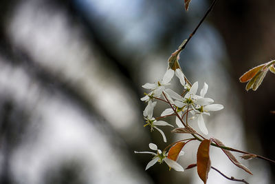 Close-up of white flowering plant