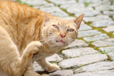 Portrait of ginger cat scratching on footpath