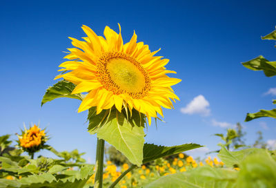 Close-up of sunflower