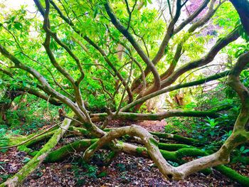 Tree in forest