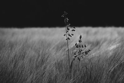 Oats growing amidst barley growing on field