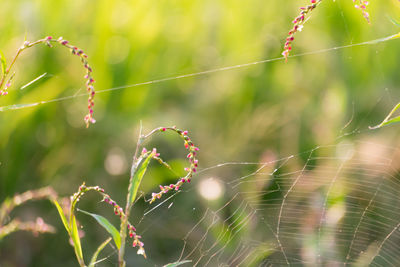 Close-up of spider on web