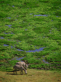 Aerial view of two zebra at edge of marshy area in amboseli, kenya