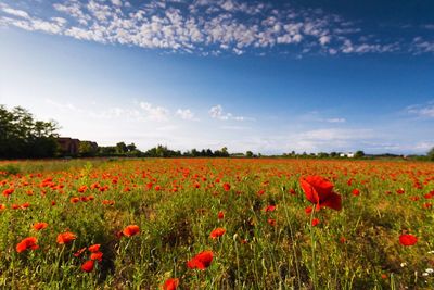 Flowers growing in field