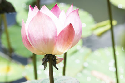 Close-up of pink lily