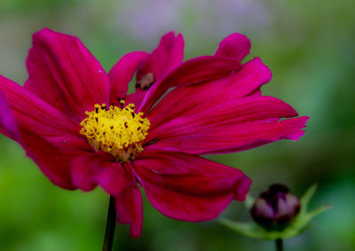 Close-up of pink cosmos flower