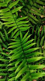 Full frame shot of plants