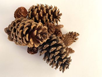 Close-up of pine cone on table against white background