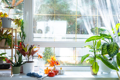 window