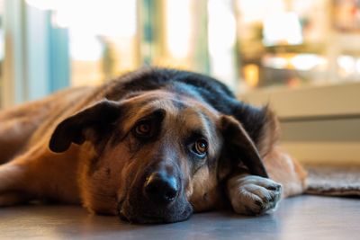 Close-up portrait of dog resting