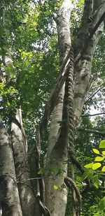 Low angle view of trees in forest