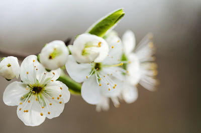 Close-up of white cherry blossom flower tree