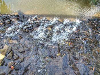 Close-up of turtle in water