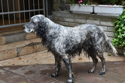 Dog standing in yard