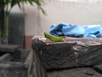 Close-up of insect on retaining wall