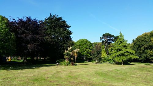 Trees in park against clear sky