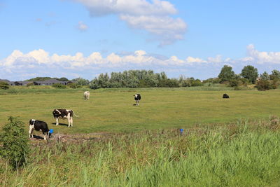 Cows in a field