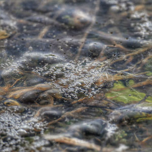 Close-up of turtle in water