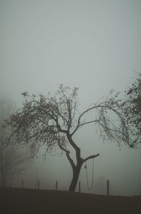 Silhouette bare tree on field against sky