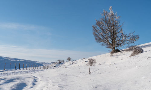 Bare trees on snowcapped field against sky
